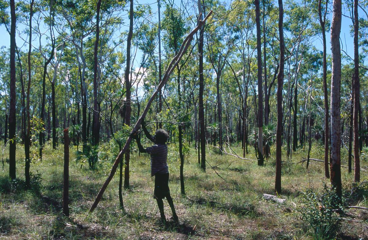 John Mawurndjul prepares barks for paintings