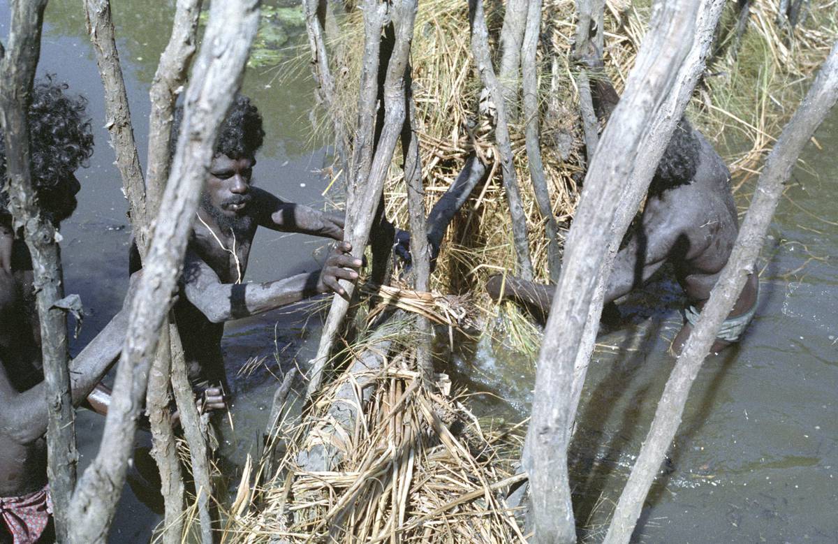 Anchor Kulunba and John Mawurndjul preparing the trapping fence in a river with manborkorr grass
