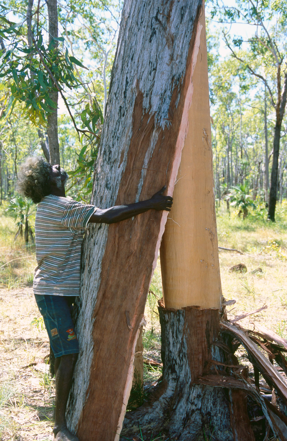 John Mawurndjul prepares barks for paintings
