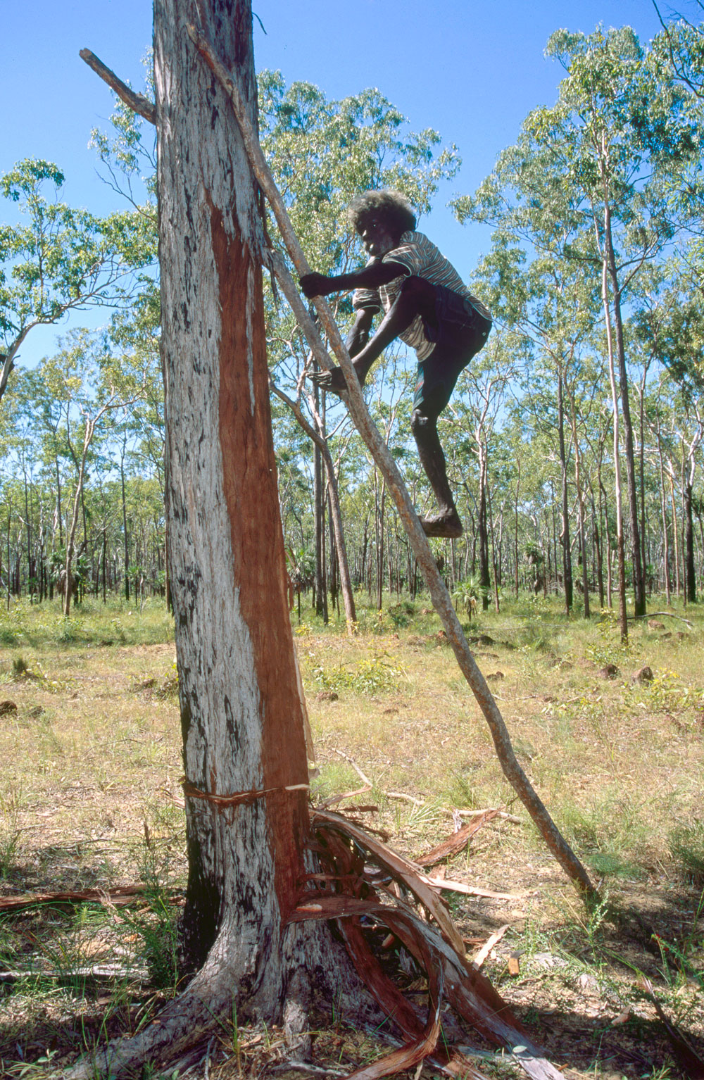 John Mawurndjul prepares barks for paintings